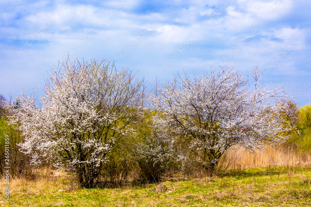 Fruit trees in the period of flowering on the background of the blue sky in sunny weather_