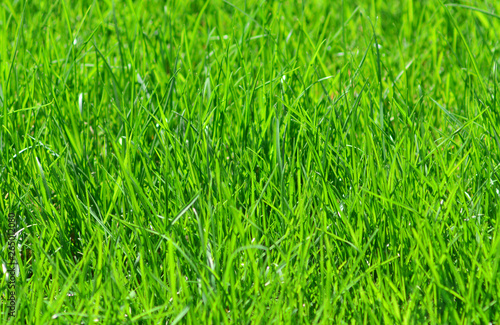Green grass background closeup