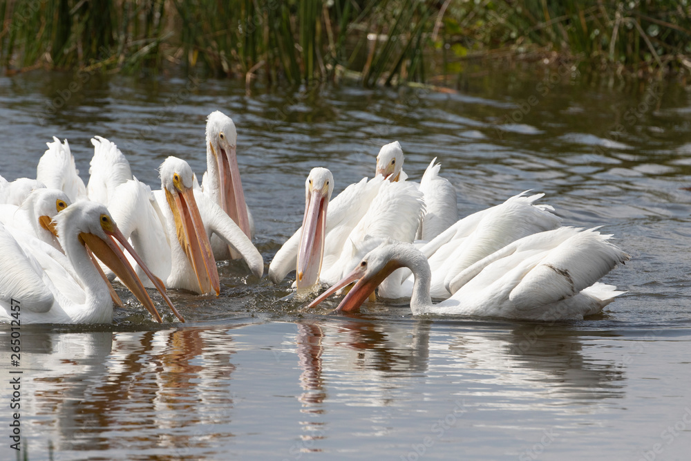 Adult White Pelican in a Florida Wetland Adult White Pelican in a Florida Wetland