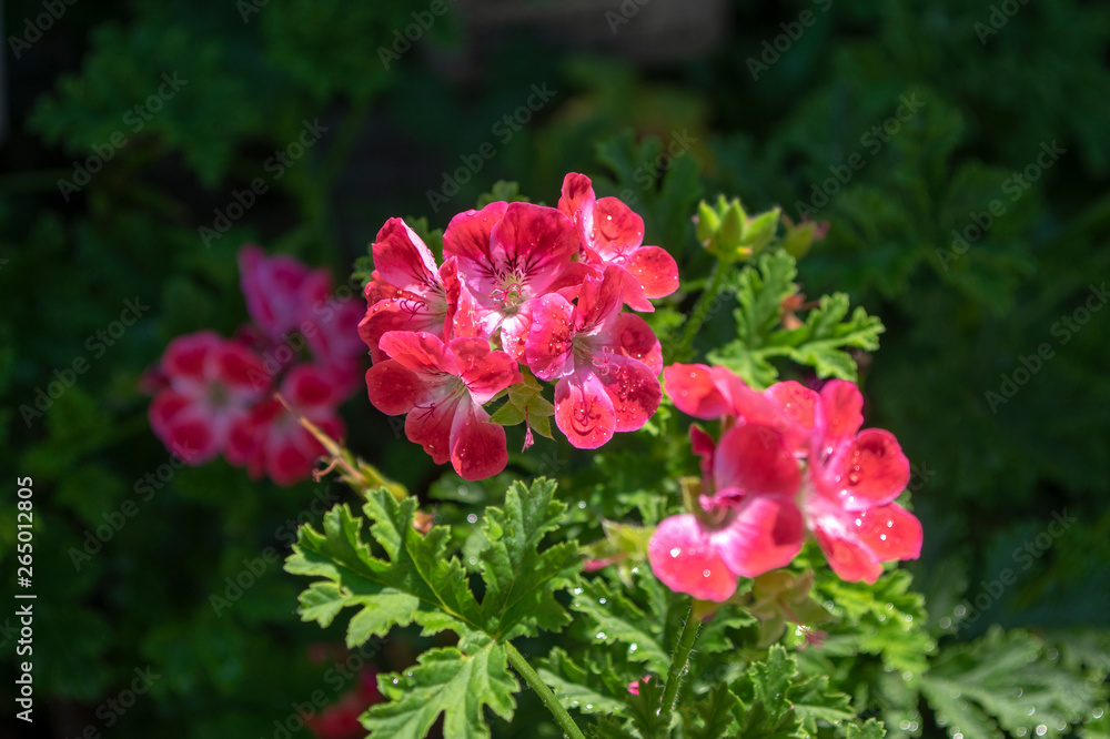Pelargonium scabrum violet purple flowers in bloom, ornamental flowering plant Pelargonium scabrum violet purple flowers in bloom, ornamental flowering plant