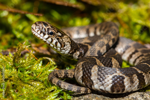 Northern Water Snake (Nerodia sipedon) photo