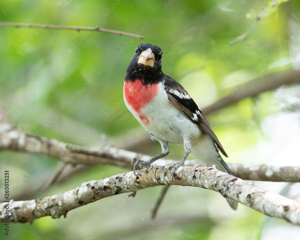 Rose-breasted Grosbeak