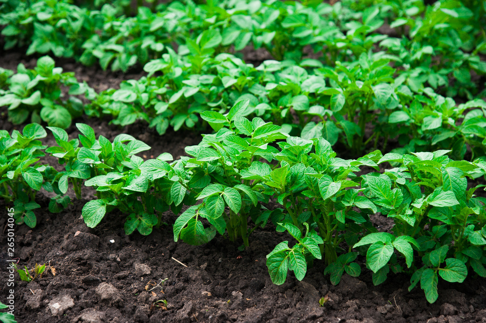 Potato plants field Potato plants field
