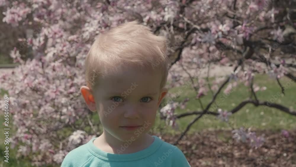 Little boy is smiling and looking at camera, magnolia blossom, pale pink flowers, sunny day, springtime, closeup portrait of cute kid Little boy is smiling and looking at camera, magnolia blossom, pale pink flowers, sunny day, springtime, closeup portrait of cute kid