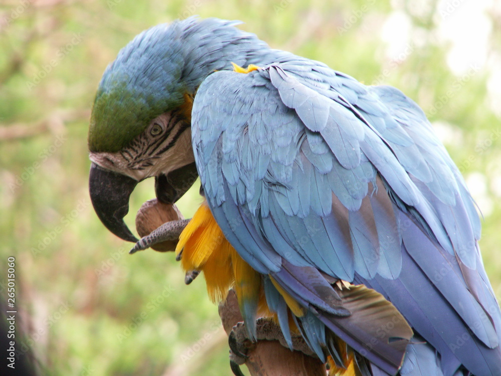 Obraz premium Papagei blau