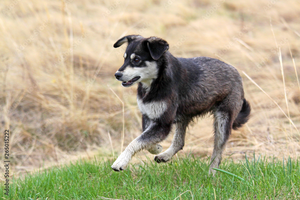 Fototapeta premium Dog black and white walking in the field. Yellow and green grass background. Games in the fresh air. Homeless dog concept.