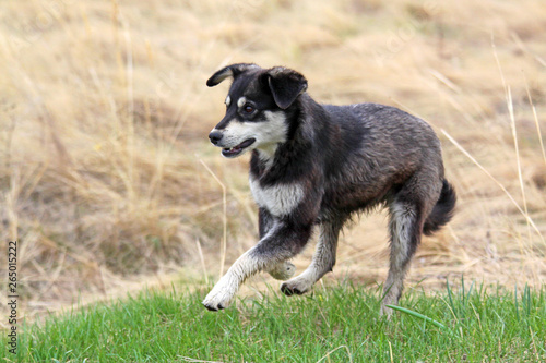 Dog black and white walking in the field. Yellow and green grass background. Games in the fresh air. Homeless dog concept.