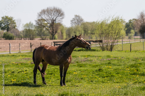 Pferd auf der Weide im Frühling © Lukas