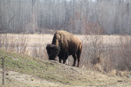 Bison Grazing On A Hill  Elk Island National Park  Alberta