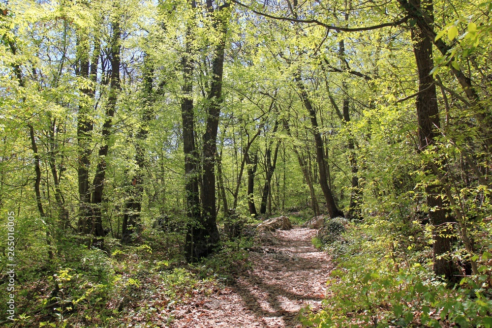 Fototapeta premium Spring forest in the natural Park 