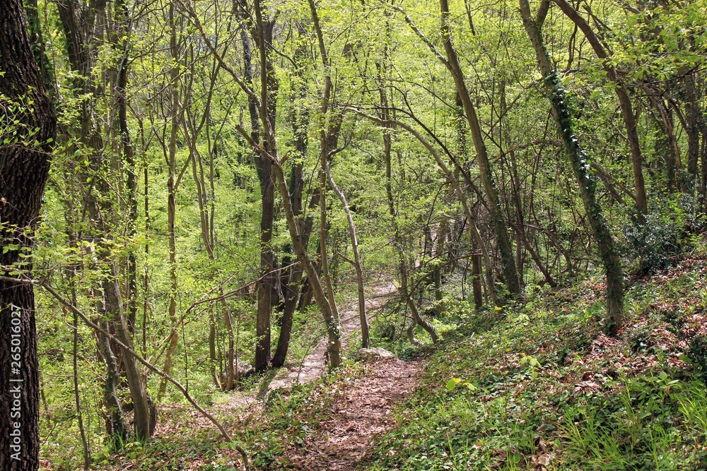 Fototapeta premium Spring forest in the natural Park 