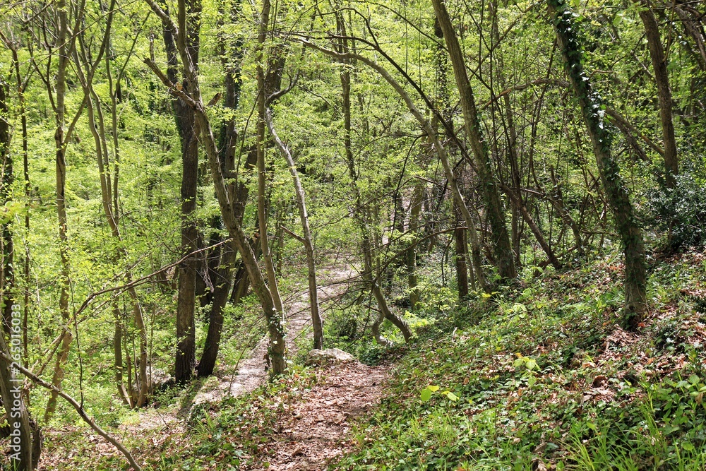 Fototapeta premium Spring forest in the natural Park 