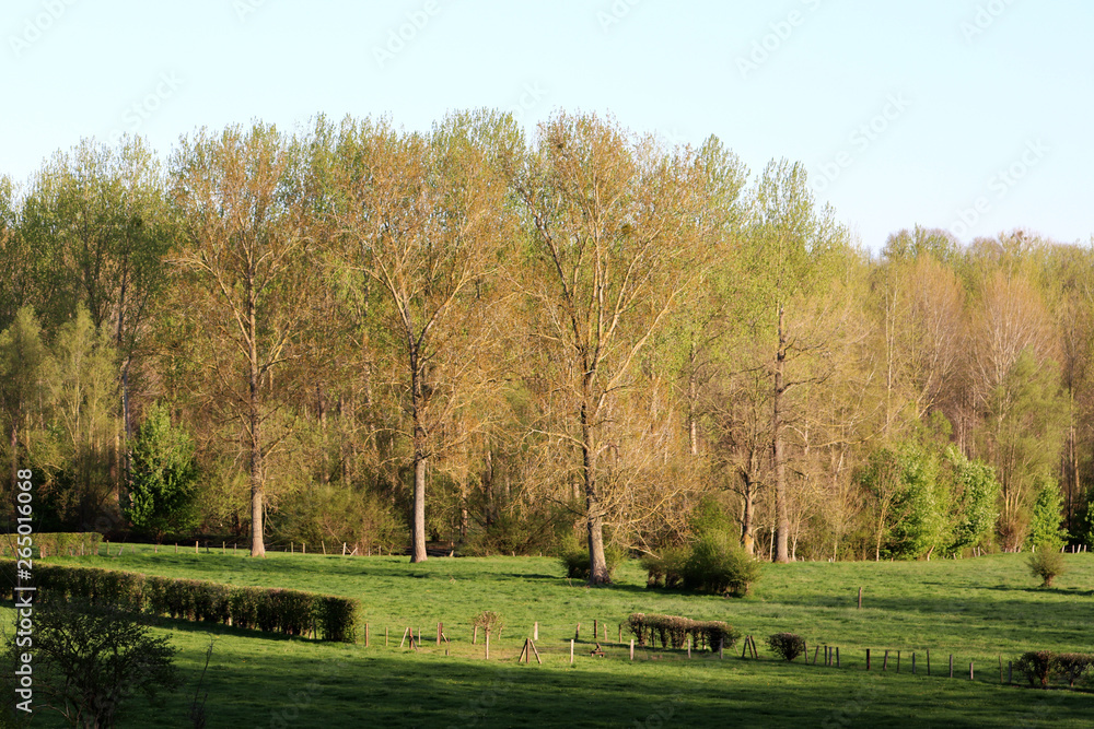 Des arbres dans la campagne wallonne