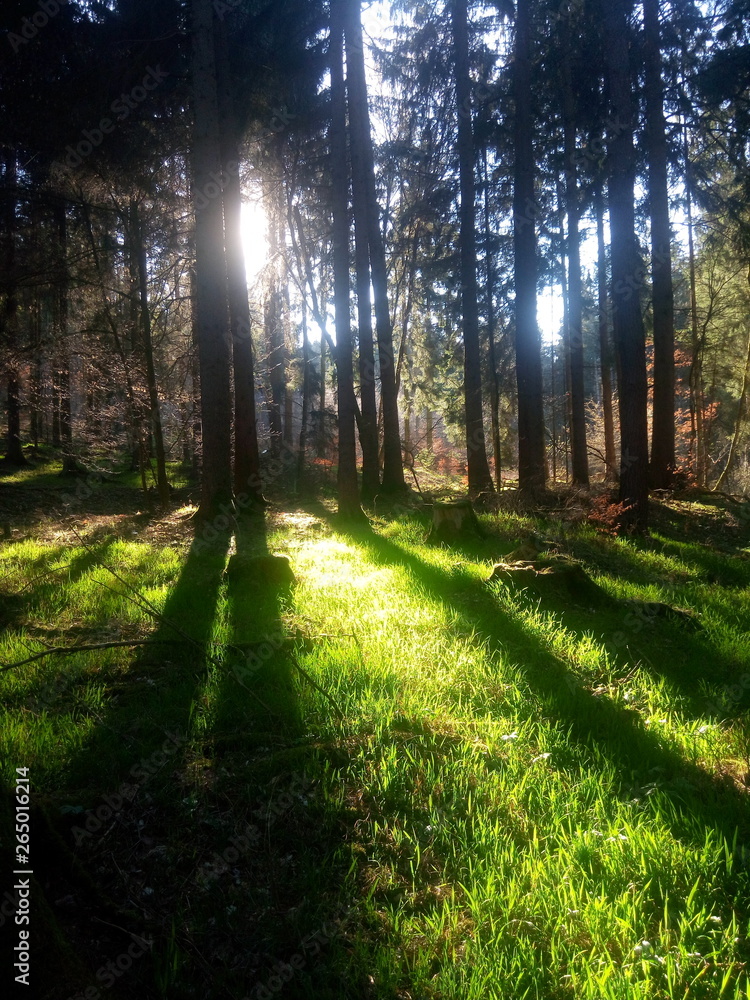 Obraz premium Wald Lichtdurchflutet 3