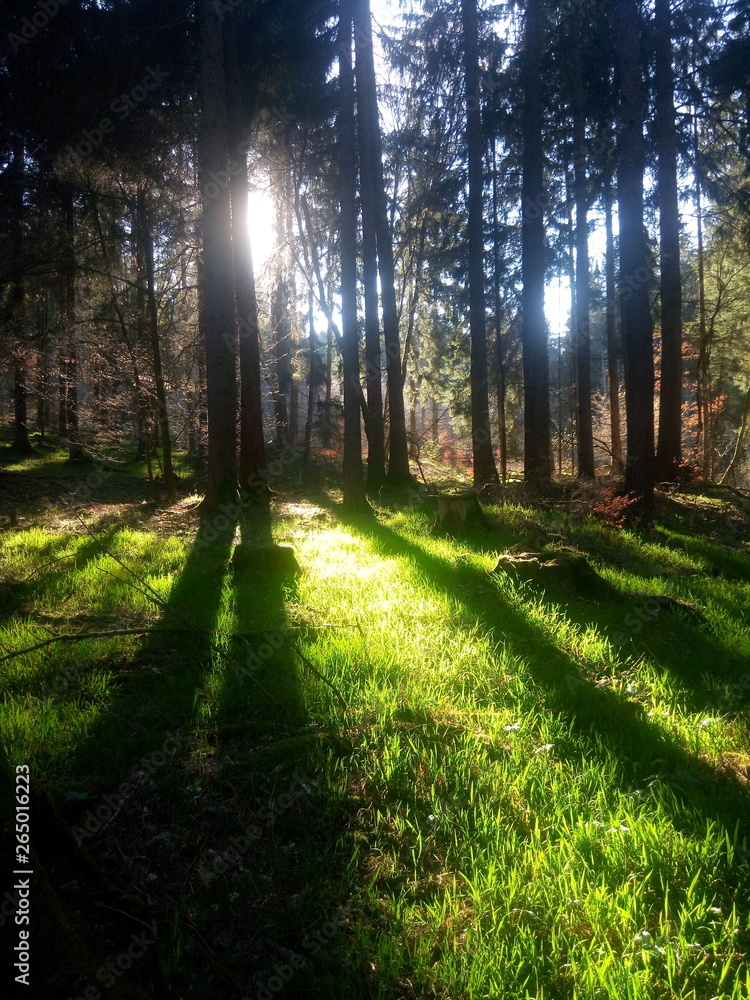 Obraz premium Wald Lichtdurchflutet 4