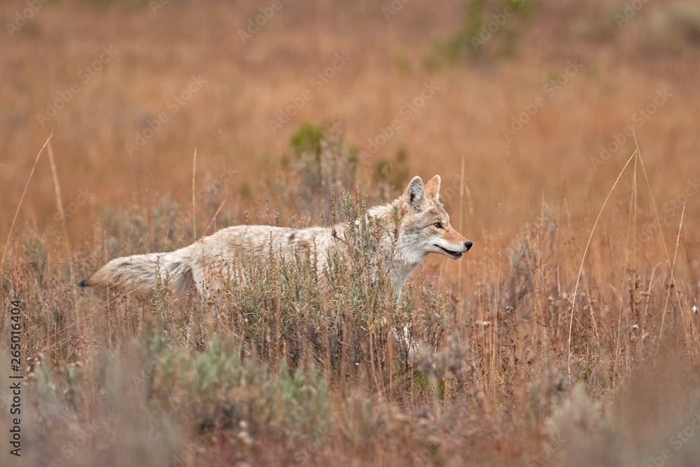 Coyote, prairie wolf, canis latrans, Yellowstone national park, USA Coyote, prairie wolf, canis latrans, Yellowstone national park, USA