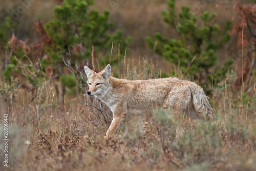 Fototapeta Naklejka Na Ścianę i Meble -  Coyote, prairie wolf, canis latrans, Yellowstone national park, USA