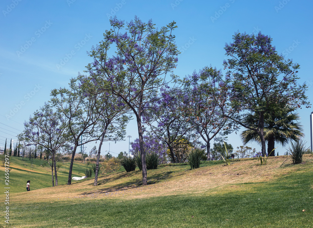 Obraz premium paseo por el parque 