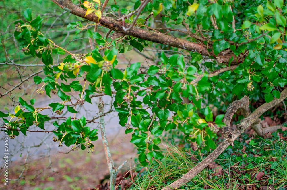 The lush green plan with fresh leaves and lots of moss The lush green plan with fresh leaves and lots of moss