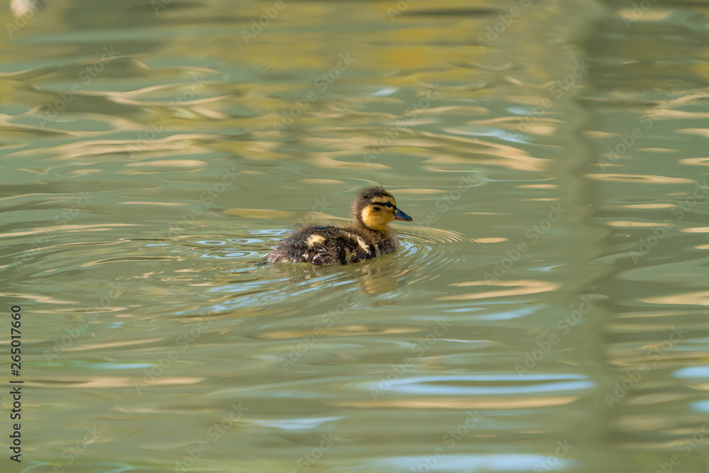 Tiny Mallard duckling (Anas platyrhynchos) swimming on the lake Tiny Mallard duckling (Anas platyrhynchos) swimming on the lake