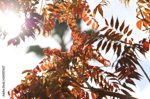 Red Leaves