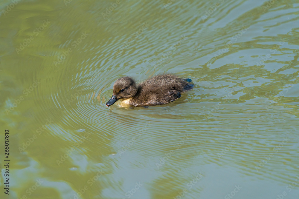 Tiny Tuffed duck duckling (Aythya fuligula) swimming on the lake Tiny Tuffed duck duckling (Aythya fuligula) swimming on the lake