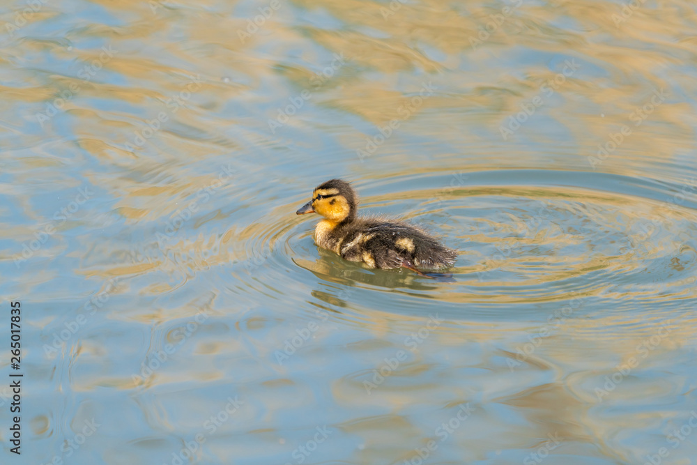 Tiny Mallard duckling (Anas platyrhynchos) swimming on the lake Tiny Mallard duckling (Anas platyrhynchos) swimming on the lake