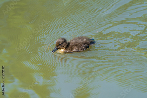 Tiny Tuffed duck duckling (Aythya fuligula) swimming on the lake