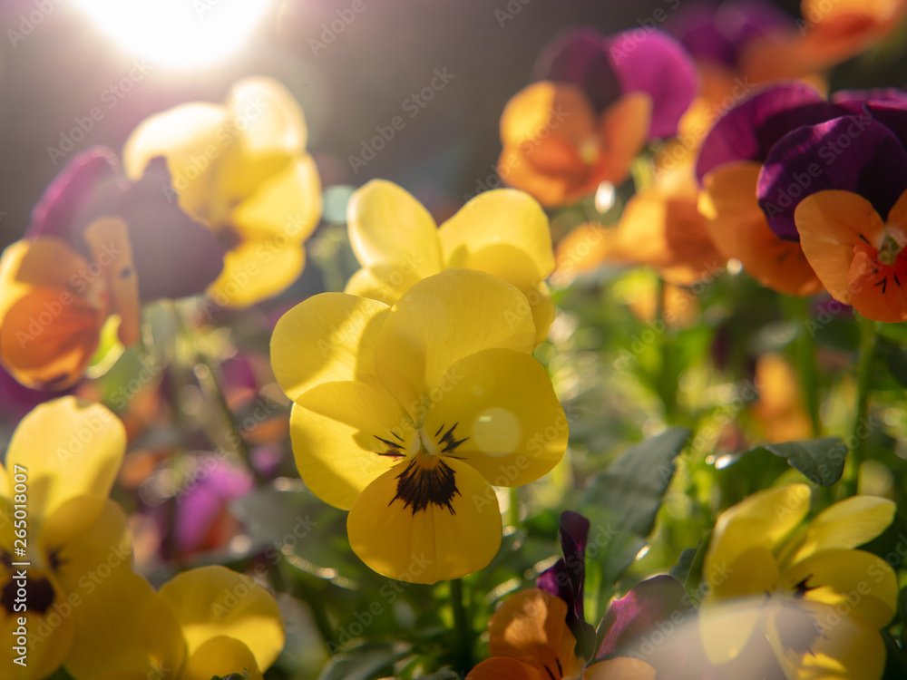 Obraz premium yellow flowers on sunset