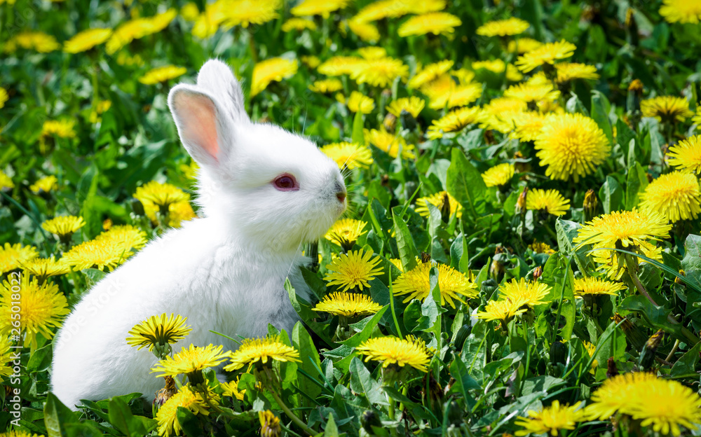 rabbit sitting in flowers outdoors rabbit sitting in flowers outdoors