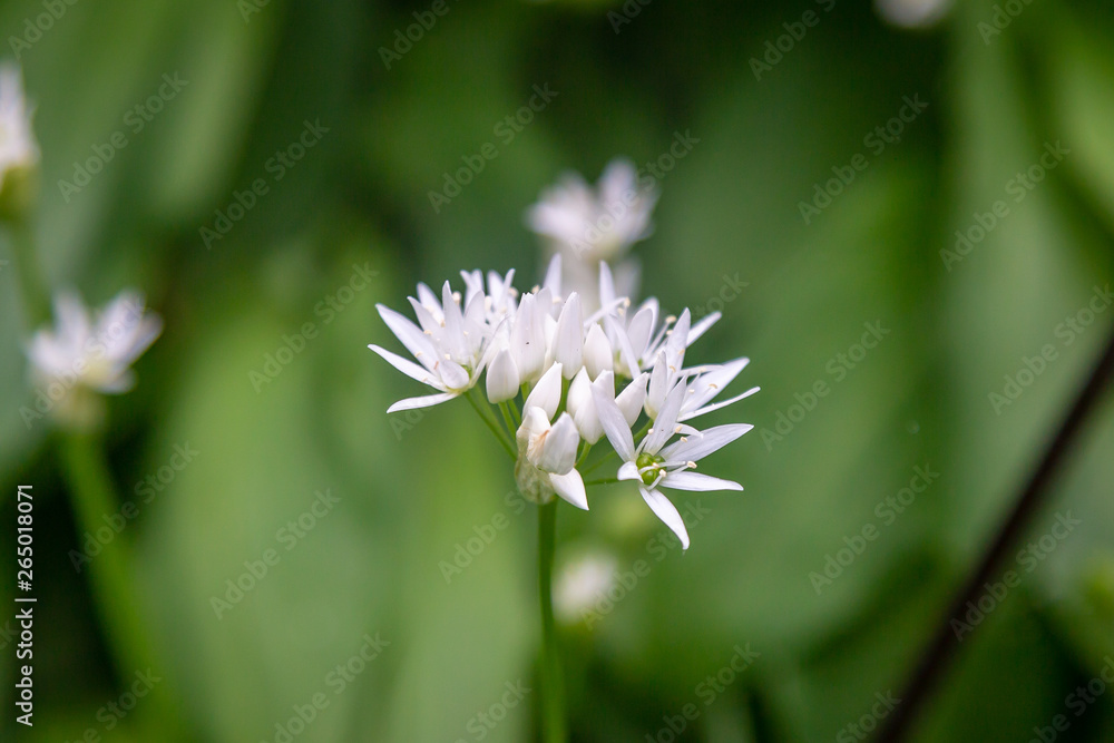 Wild garlic flowers in Sussex woodland, on a spring day Wild garlic flowers in Sussex woodland, on a spring day