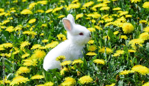rabbit sitting in flowers outdoors