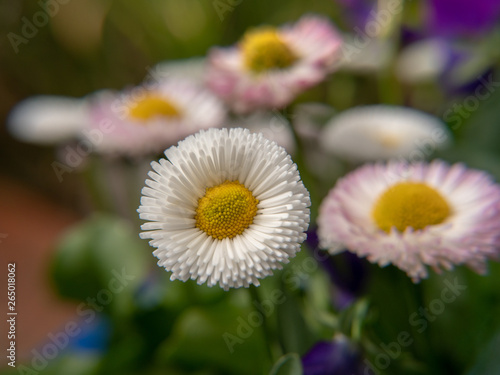 Daisyflowers in the garden photo