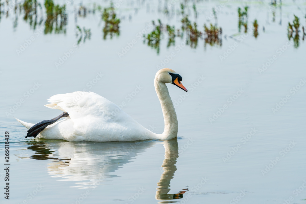 White (mute) swan (Cygnus olor) on a pond