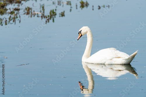 White (mute) swan (Cygnus olor) on a lake © beataaldridge