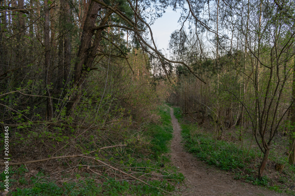 landscape forest path spring road to the forest landscape forest path spring road to the forest