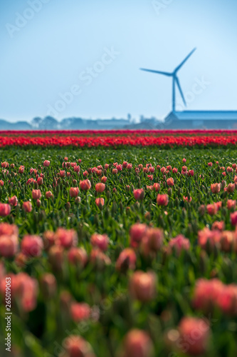 windmill in the field of tulips