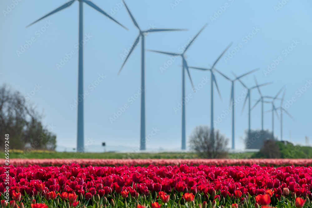 wind energy turbines behind tulip field