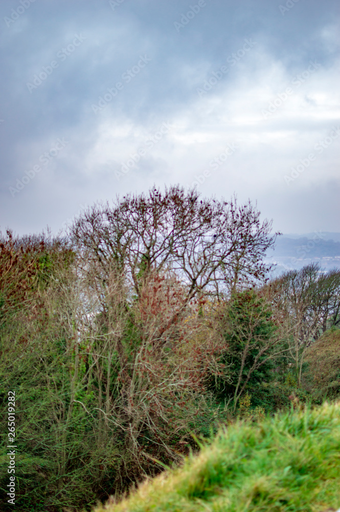 The lush green trees and grass in the lawns of dover castle