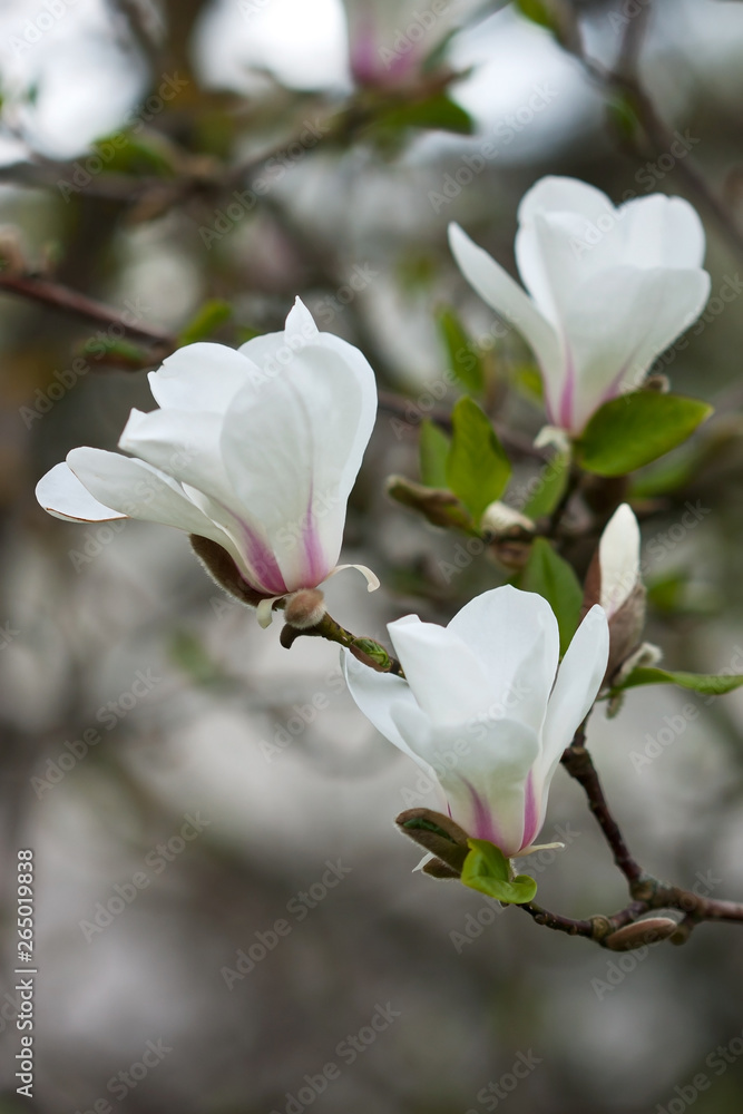 Obraz premium White magnolia on tree branch