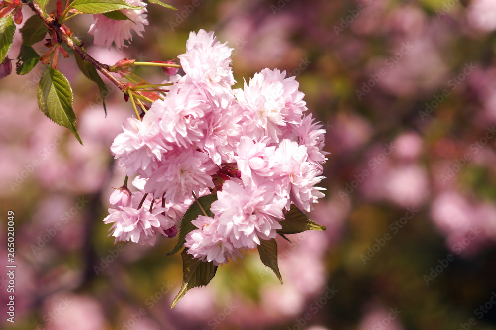 Spring blooming of sakura.