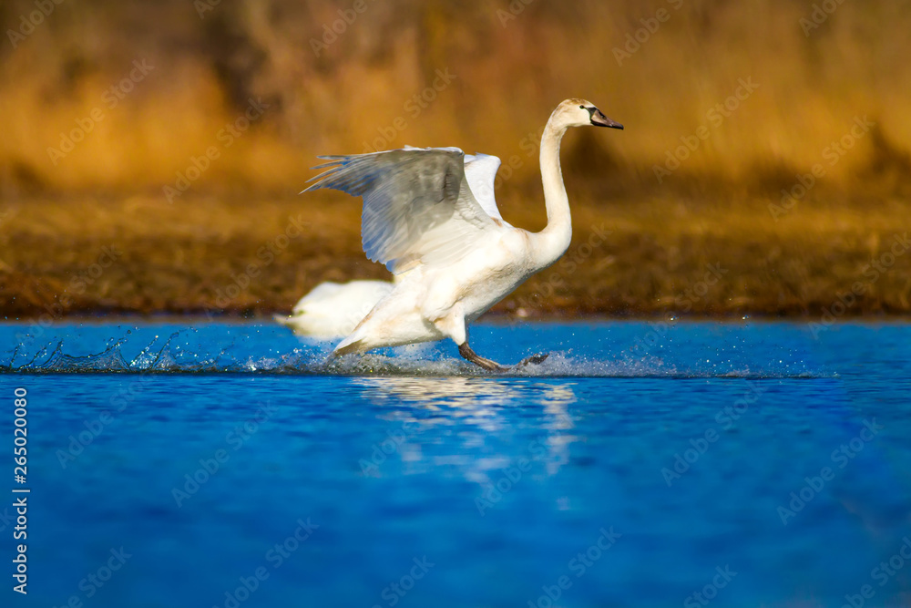 Fotografie Swimming swan