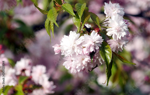 Obraz na płótnie Spring blooming of sakura. w salonie