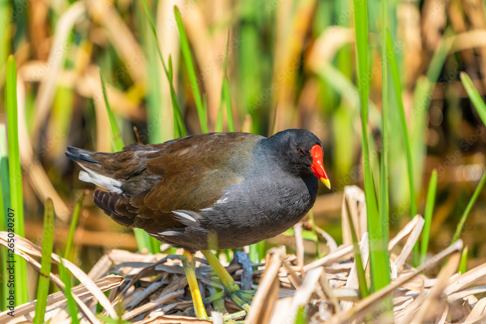 Common moorhen (Gallinula chloropus) on a nest in reeds by a lake - closeup with selective focus Common moorhen (Gallinula chloropus) on a nest in reeds by a lake - closeup with selective focus