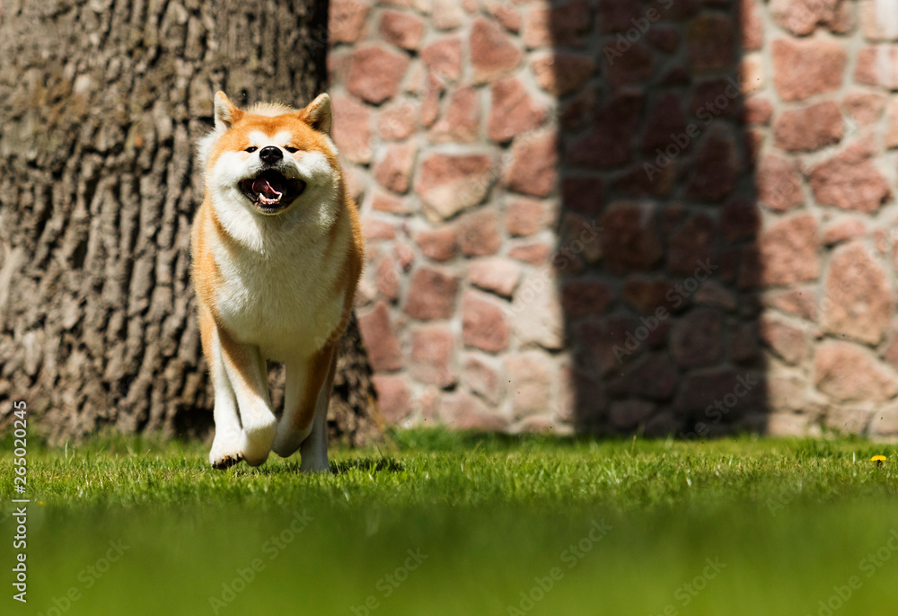 Obraz premium Japanese Akita Inu dog for a walk