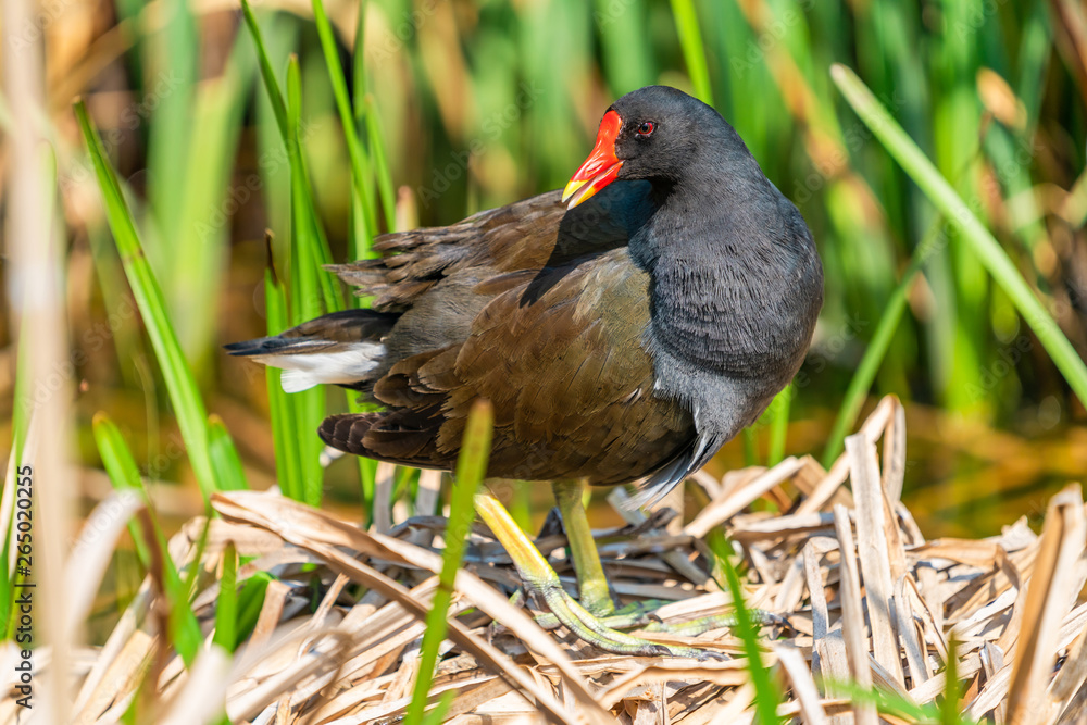 Common moorhen (Gallinula chloropus) on a nest in reeds by a lake - closeup with selective focus Common moorhen (Gallinula chloropus) on a nest in reeds by a lake - closeup with selective focus