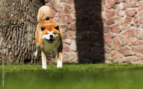 Tableau sur toile Japanese Akita Inu dog for a walk