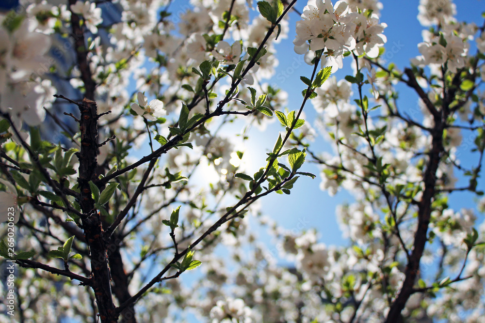 Blooming Apple tree on a clear spring day