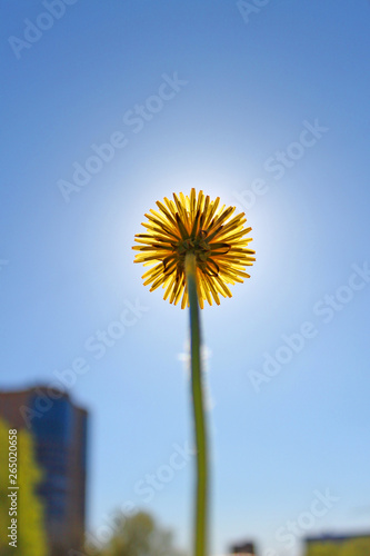 Glowing yellow dandelion covers the sun against the blue sky