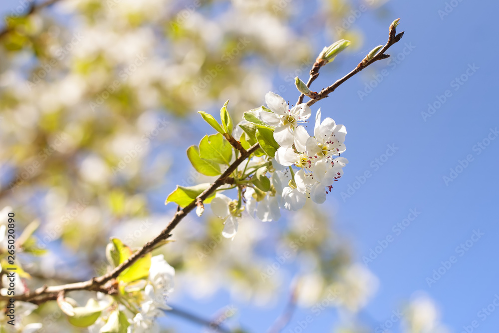 old garden, blooming pear, sunny spring april floral background old garden, blooming pear, sunny spring april floral background